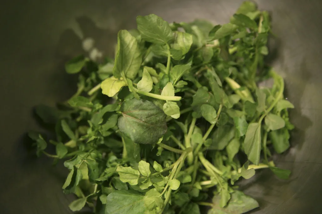 Sandwiches de cresson